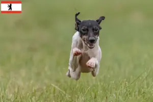 Lees meer over het artikel Japanse Terrier fokker en pups in Berlijn