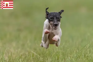Lees meer over het artikel Japanse Terrier fokker en pups in Bremen