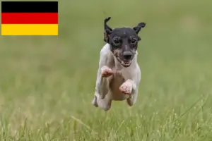 Lees meer over het artikel Japanse Terrier fokkers en puppies in Duitsland