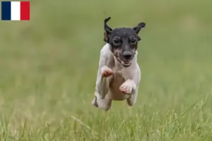 Lees meer over het artikel Japanse Terrier fokkers en puppies in Frankrijk