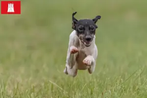 Lees meer over het artikel Japanse Terrier fokker en pups in Hamburg