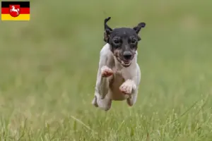 Lees meer over het artikel Japanse Terrier fokkers en pups in Nedersaksen