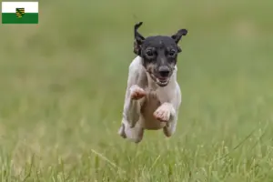 Lees meer over het artikel Japanse Terrier fokkers en pups in Saksen