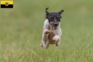 Lees meer over het artikel Japanse Terrier fokkers en pups in Saksen-Anhalt