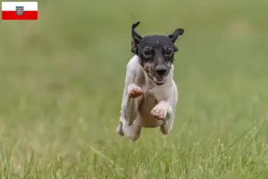 Lees meer over het artikel Japanse Terrier fokkers en pups in Thüringen