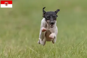 Lees meer over het artikel Japanse Terrier fokkers en pups in Brandenburg