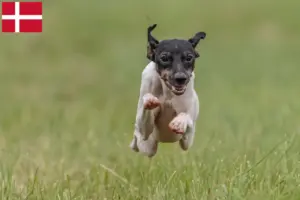 Lees meer over het artikel Japanse Terrier fokkers en pups in Denemarken
