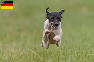 Lees meer over het artikel Japanse Terrier fokkers en pups in Rijnland-Palts