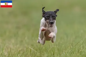 Lees meer over het artikel Japanse Terrier fokkers en pups in Sleeswijk-Holstein