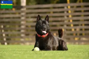 Lees meer over het artikel Kai fokker en pups in Flevoland