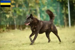 Lees meer over het artikel Kai fokker en pups in Gelderland
