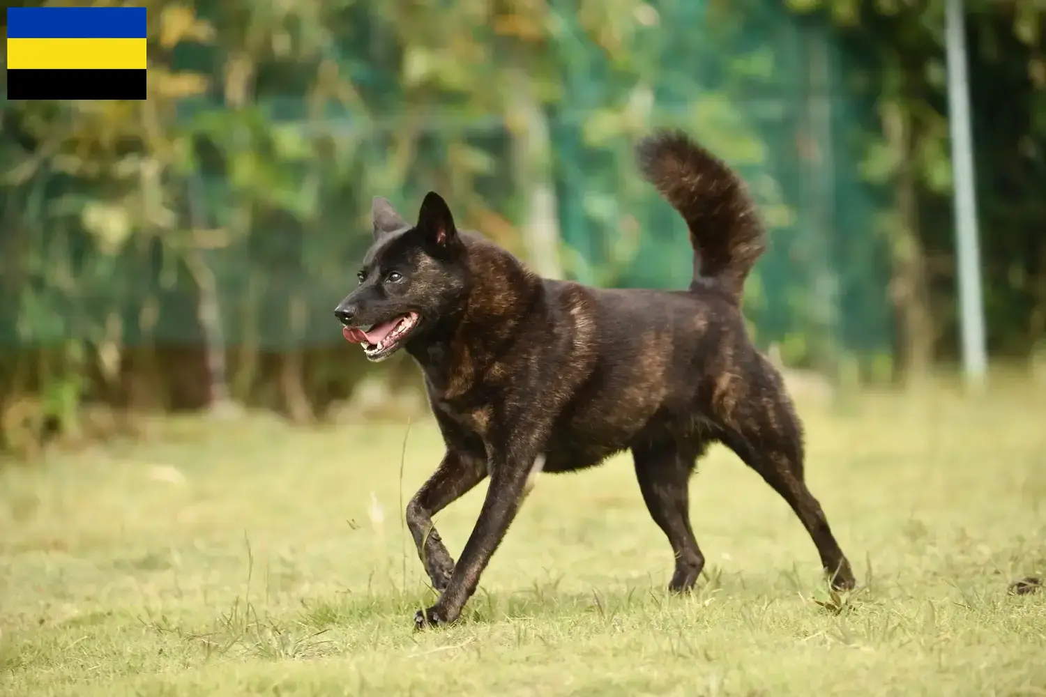 Kai pups en fokkers Gelderland Hier vind je Kais fokkers in Gelderland.