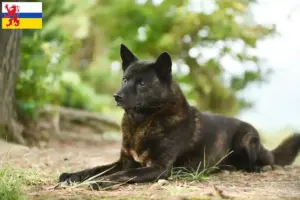 Lees meer over het artikel Kai fokker en pups in Limburg