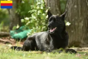 Lees meer over het artikel Kai fokker en pups in Noord-Holland