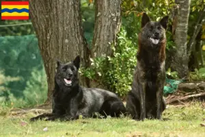Lees meer over het artikel Kai fokker en pups in Overijssel