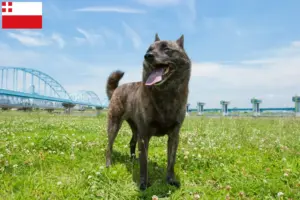 Lees meer over het artikel Kai fokker en pups in Utrecht