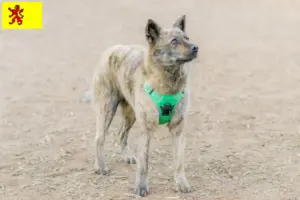 Lees meer over het artikel Kai fokker en pups in Zuid-Holland