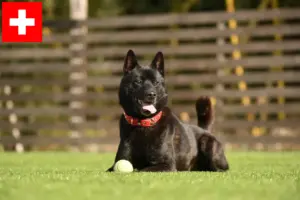 Lees meer over het artikel Kai fokkers en puppies in Zwitserland