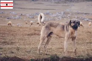 Lees meer over het artikel Kangal fokkers en pups in Drenthe