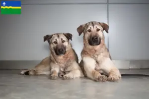 Lees meer over het artikel Kangal fokkers en pups in Flevoland