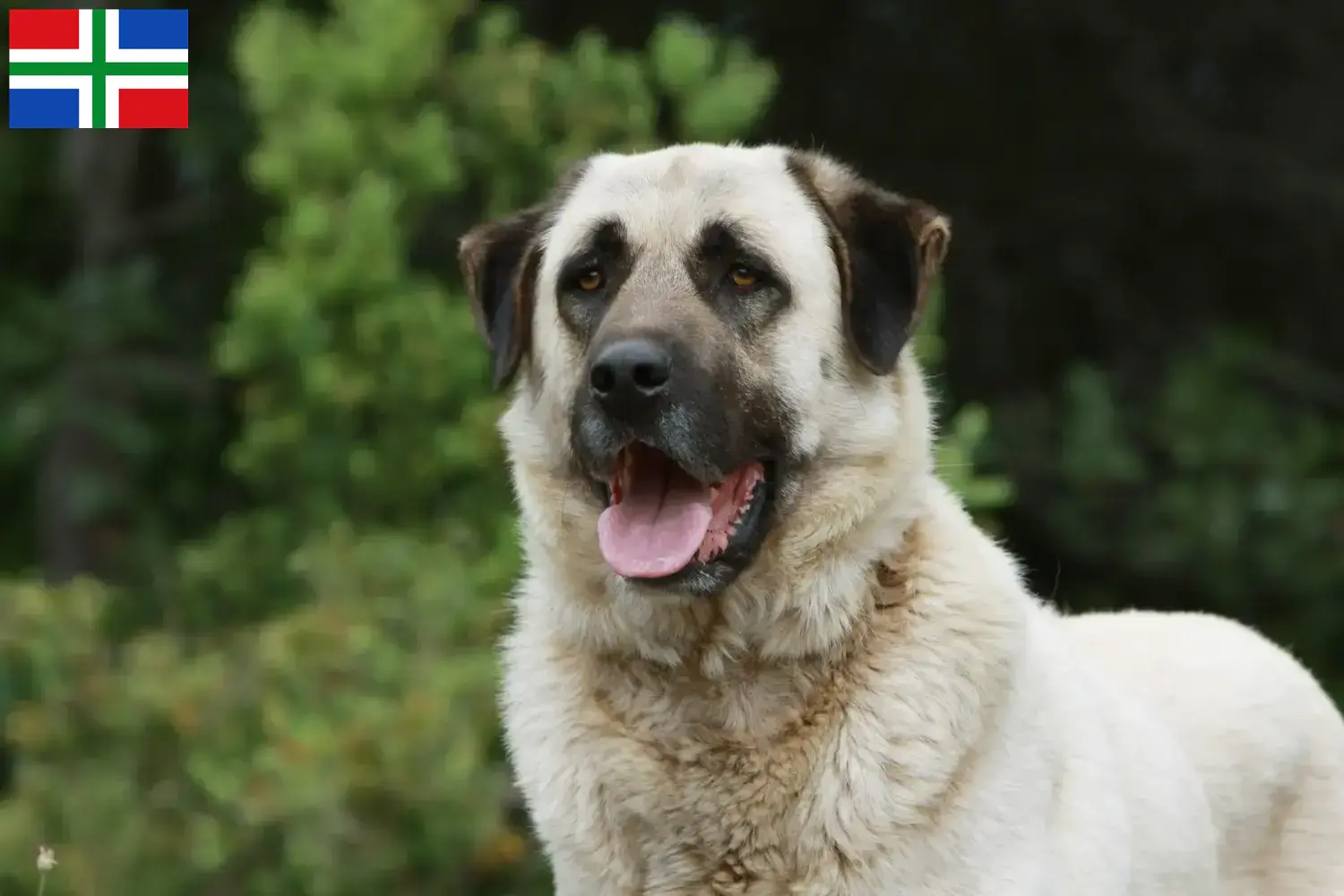 Lees meer over het artikel Kangal fokkers en pups in Groningen