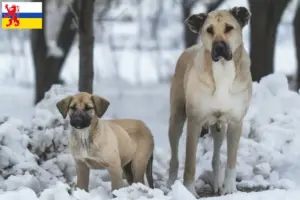 Lees meer over het artikel Kangal fokker en pups in Limburg