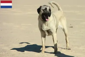 Lees meer over het artikel Kangal fokkers en pups in Nederland