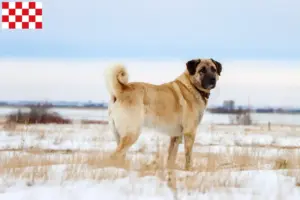 Lees meer over het artikel Kangal fokkers en pups in Noord-Brabant