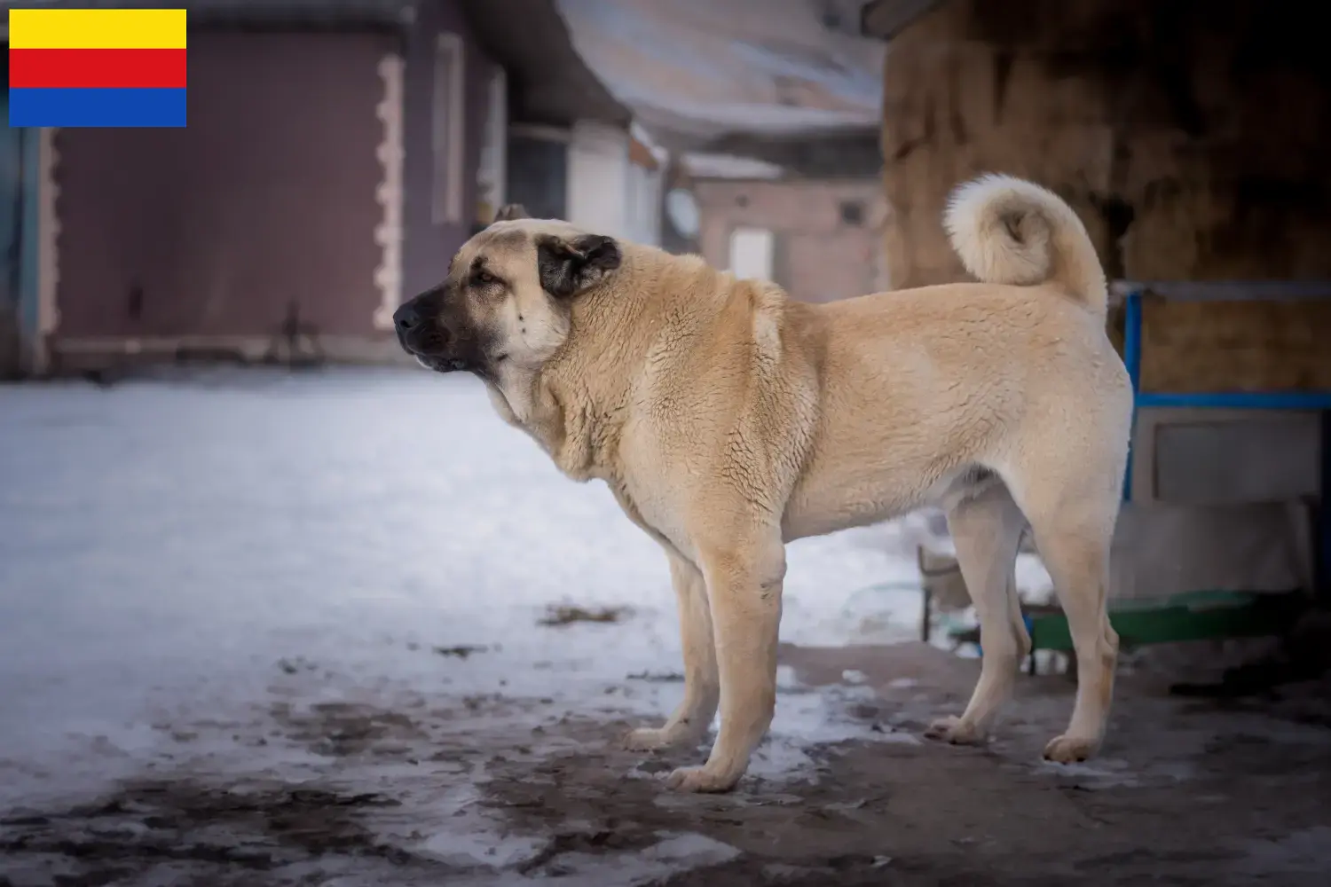 Lees meer over het artikel Kangal fokkers en pups in Noord-Holland