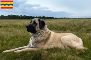 Lees meer over het artikel Kangal fokkers en pups in Overijssel