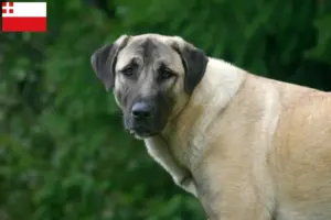 Lees meer over het artikel Kangal fokker en pups in Utrecht