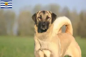 Lees meer over het artikel Kangal fokkers en pups in Zeeland