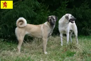 Lees meer over het artikel Kangal fokkers en pups in Zuid-Holland