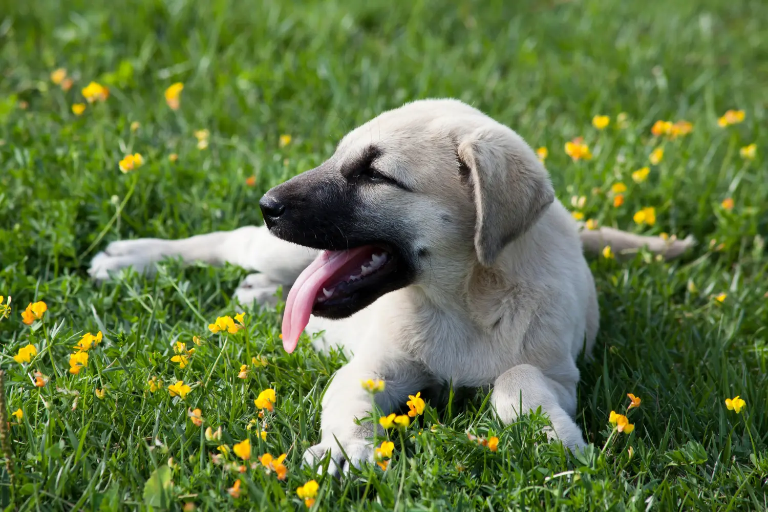 Een Kangal puppy kopen betekent verantwoordelijkheid nemen! Kangal puppy's kopen.