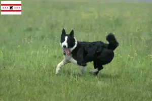 Lees meer over het artikel Karelische Berenhond fokkers en pups in Drenthe