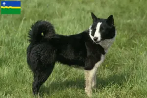 Lees meer over het artikel Karelische Berenhond fokkers en pups in Flevoland