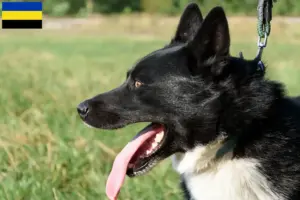 Lees meer over het artikel Karelische Berenhond fokkers en pups in Gelderland
