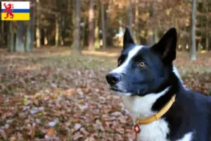 Lees meer over het artikel Karelian Bear Hondenfokker en puppies in Limburg
