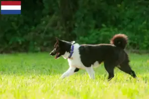 Lees meer over het artikel Karelische Berenhond fokkers en pups in Nederland