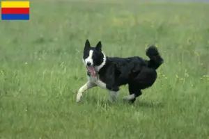 Lees meer over het artikel Karelische Berenhond fokkers en pups in Noord-Holland