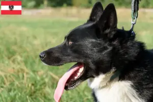 Lees meer over het artikel Karelische Berenhond fokkers en pups in Oostenrijk