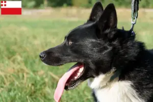 Lees meer over het artikel Karelian Bear Hondenfokker en puppies in Utrecht