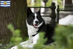 Lees meer over het artikel Karelian Bear Hondenfokker en puppies in Zeeland