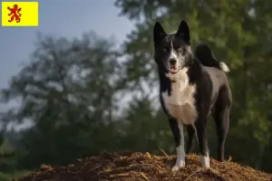 Lees meer over het artikel Karelische Berenhond fokkers en pups in Zuid-Holland