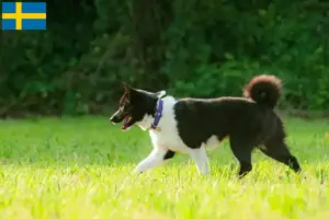Lees meer over het artikel Karelische Berenhond fokkers en pups in Zweden