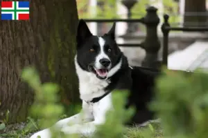Lees meer over het artikel Karelische Berenhond fokker en pups in Groningen