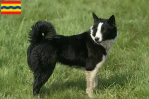 Lees meer over het artikel Karelische Berenhond fokkers en pups in Overijssel