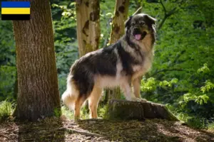 Lees meer over het artikel Karst Schapendoes fokkers en puppies in Gelderland