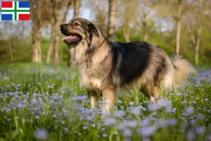 Lees meer over het artikel Karst Schapendoes fokkers en puppy’s in Groningen
