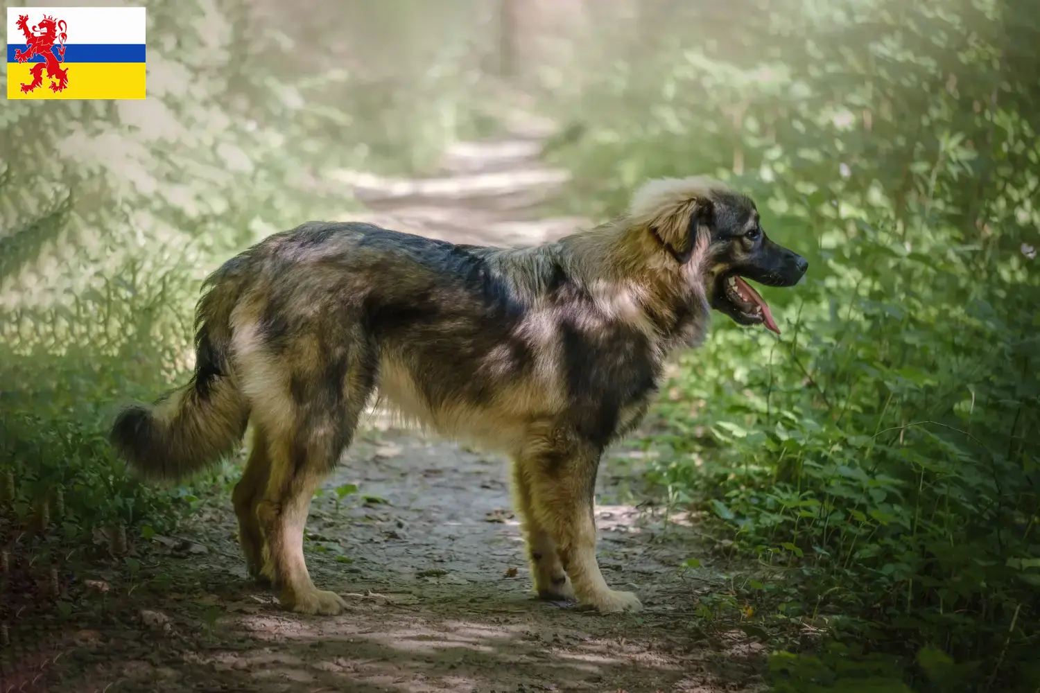 Lees meer over het artikel Karst Schapendoes fokkers en puppies in Limburg